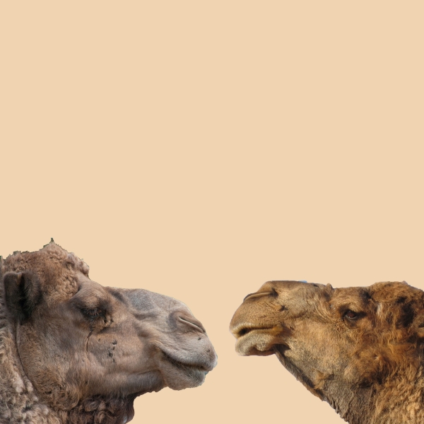Creation of Camel Courting : Step 1